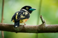 Lobos zlutocerny - Eurylaimus ochromalus - Black-and-yellow Broadbill o6961